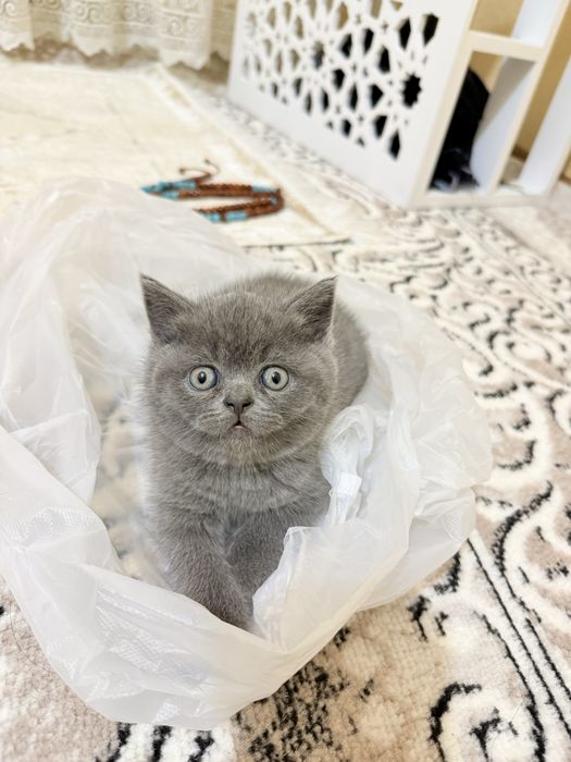 Британский фолд и страйт