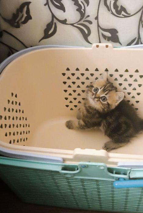 Британский мальчик из ПрофПитомника