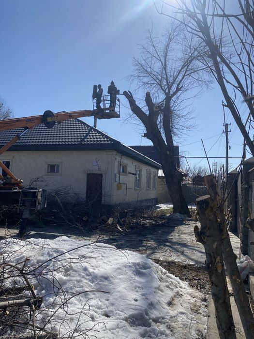 Спил деревьев Алматы Алм.обл