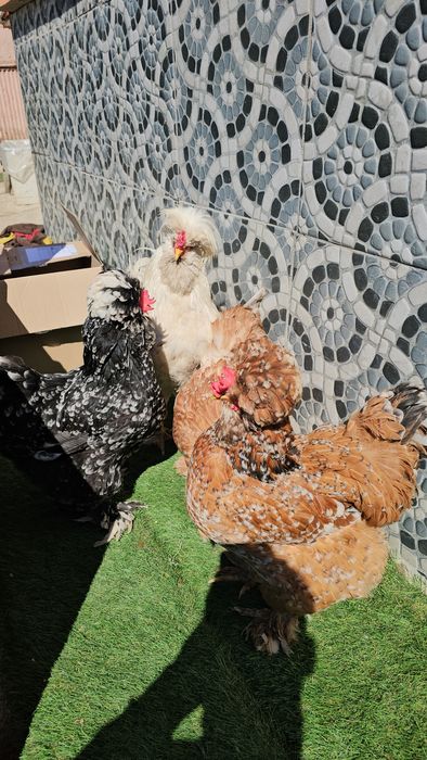 Vând  găini motate păsări