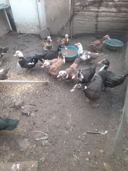 Продаю  индоуток