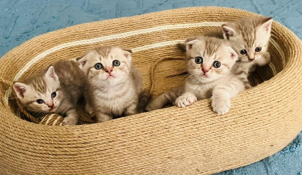 Котята шотландские