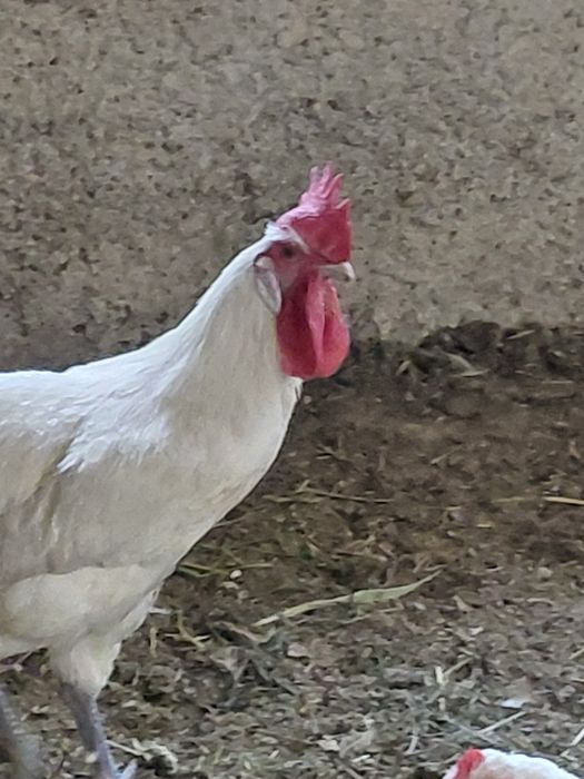 Продам  петуха  .