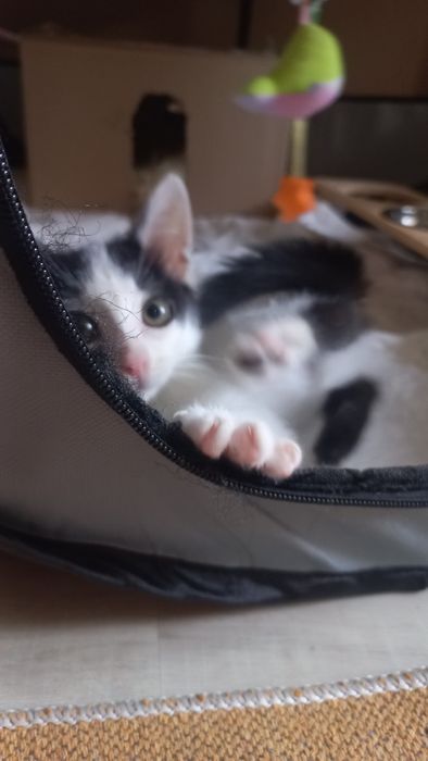 Котёнок мальчик.  В заботливые руки