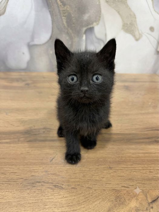 Котята в добрые руки бесплатно