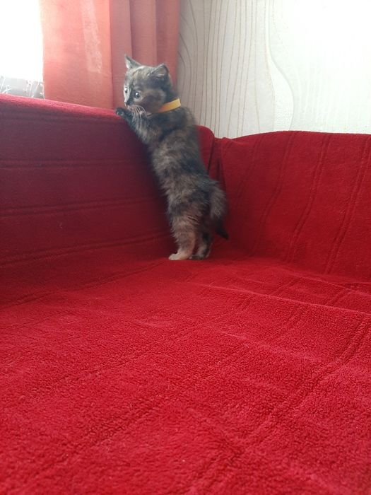 Котенок в добрые руки