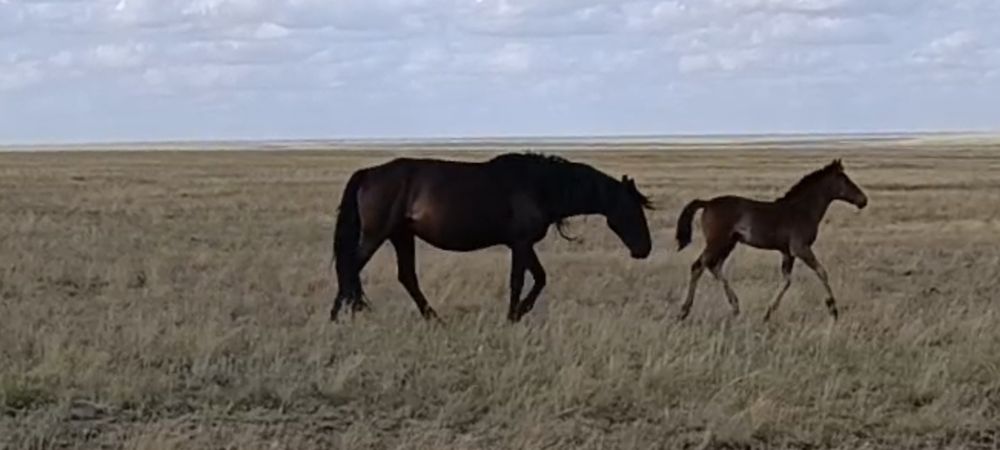 Бие 8 жасар құлынымен сатам.Продам кобылу с жеребенком