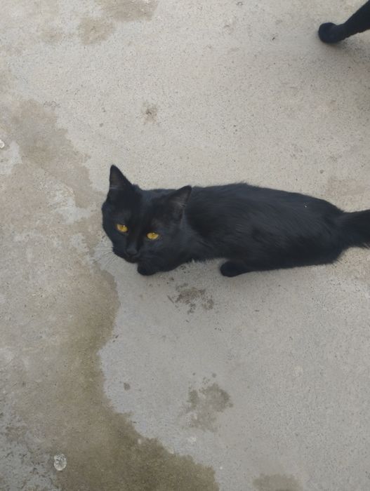 Отдам даром: 2 кошки и 1 кот