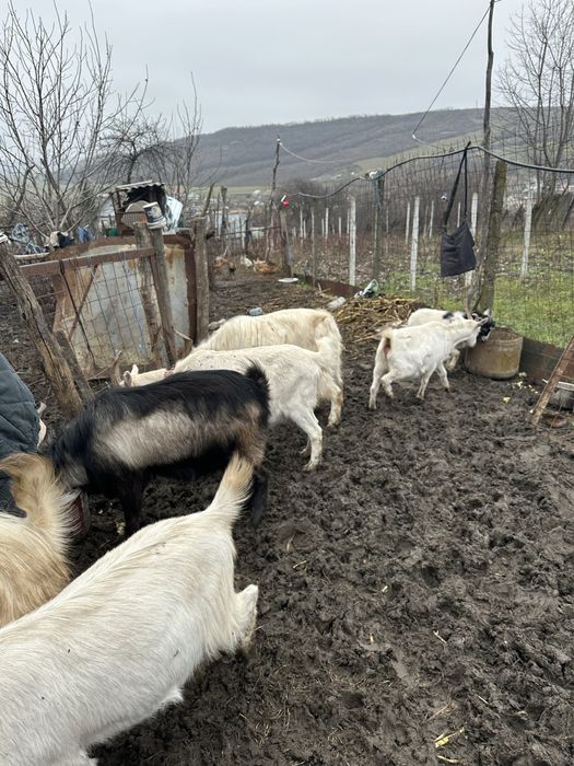 Vând țapii și capre
