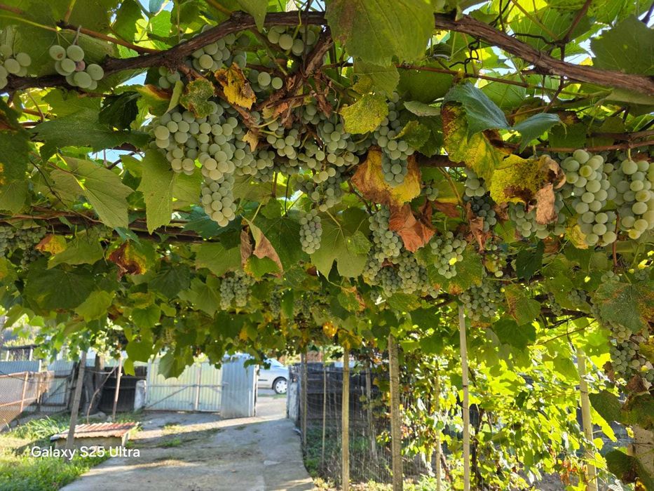 Casa de vanzare cu utilitati