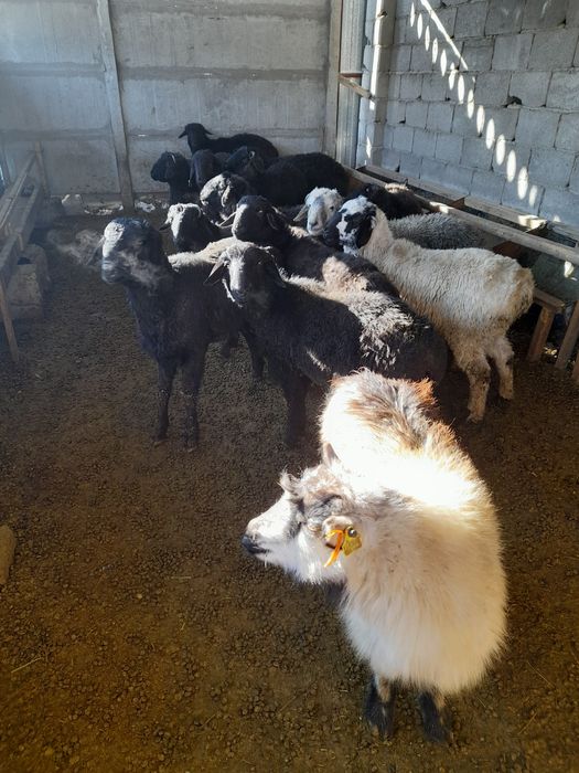 Бордақы қойлар сатылады