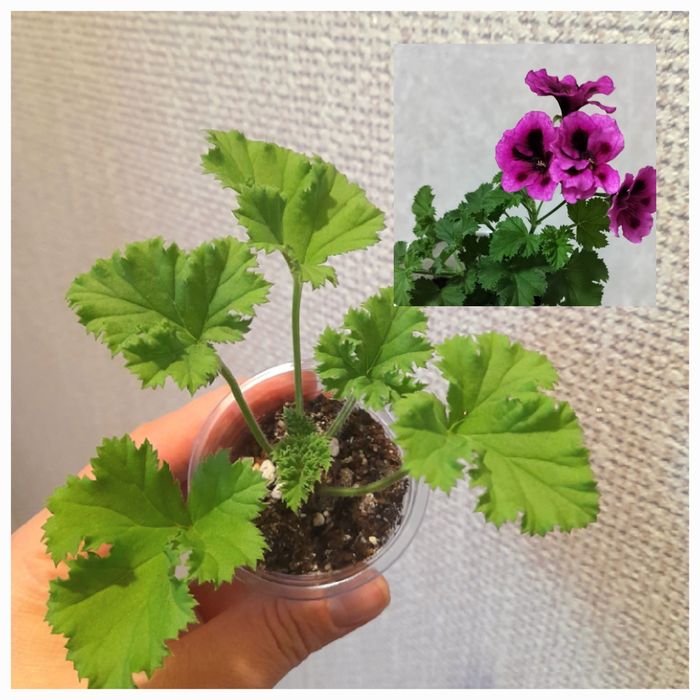 Продам Филодендрон Пинк бикини