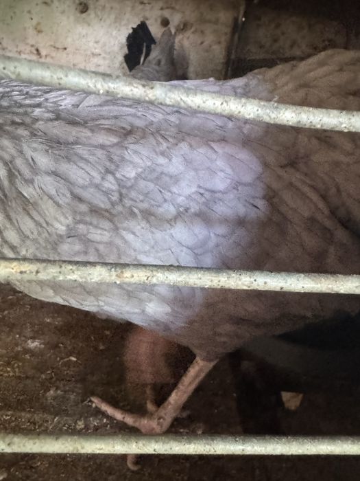 галланка товуклар сотилади голандский