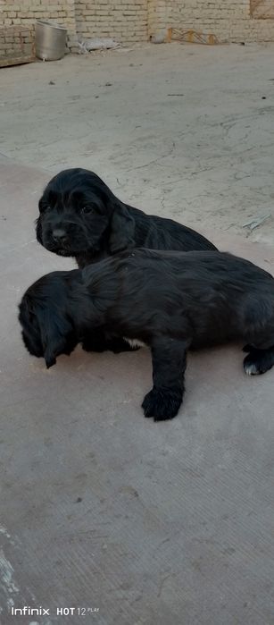 Angliski spanel bollari sotiladi zoti cizti