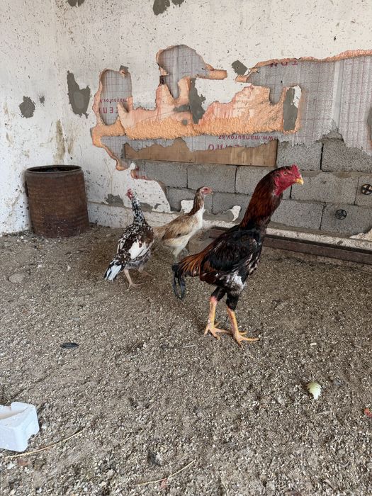 Кудрявый петухи молодый сибраит бойцовский