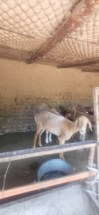 Ona bola qóylar sotlad 9 milódan kam bor bolas urģochi 1 tas qóchqorOn