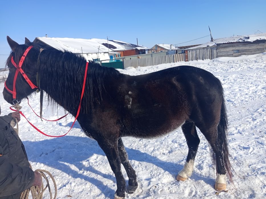 Животные сельхоз