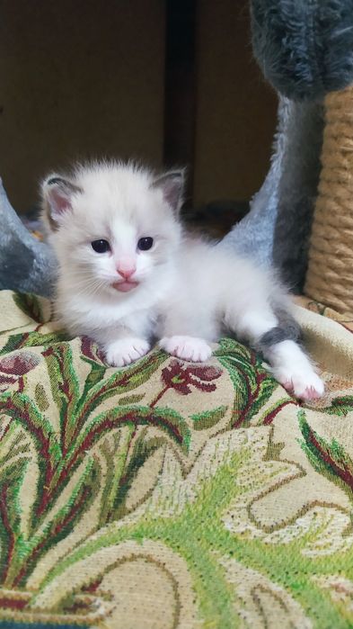 Недорого котята.