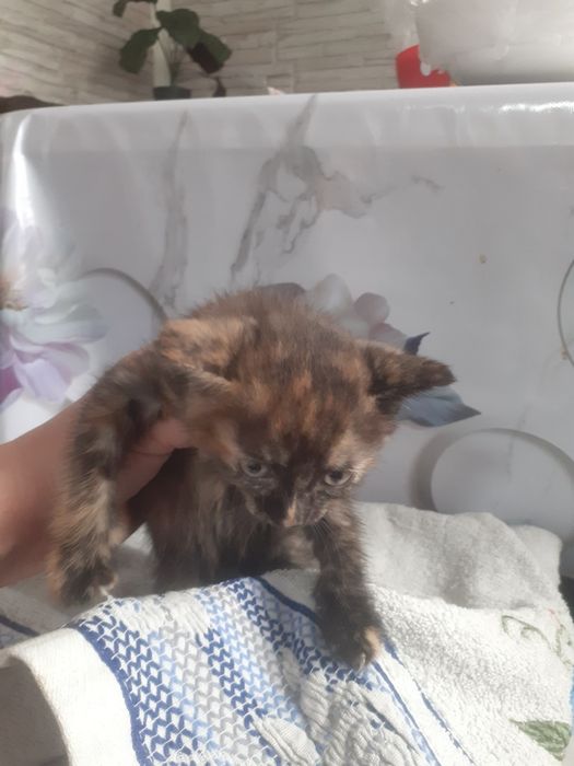 Срочно отдам котят.