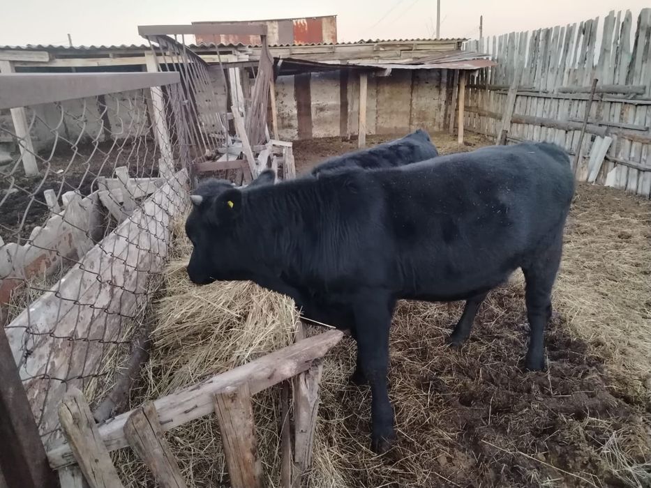 Продам бычка справный