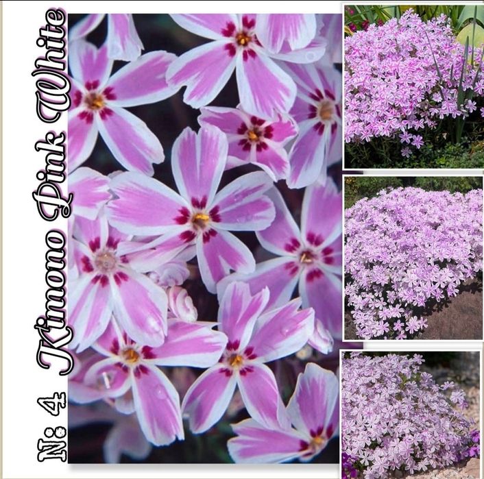 Флокс многогодишен 2.70€