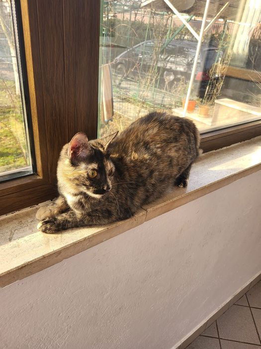 Donez pisica vârsta 1 an