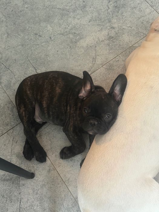 Французский бульдог