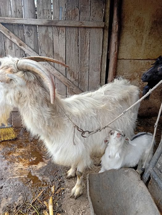 Capre cu iezi rasă Albă de Banat