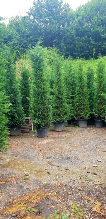 Vindem tuia leylandy 4/5m la ghiveci