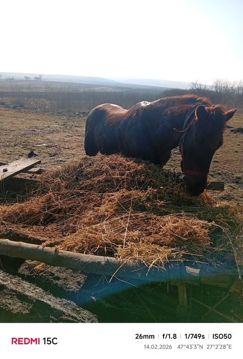Cal de 9 ani căstrat