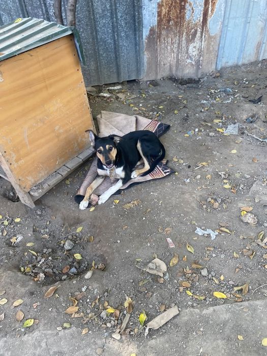 Отдам в хорошие руки