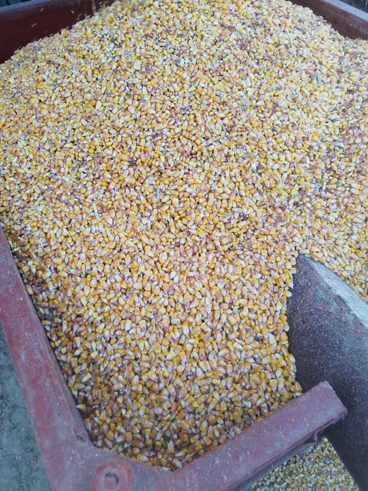 Porumb boabe cantități mari și mici