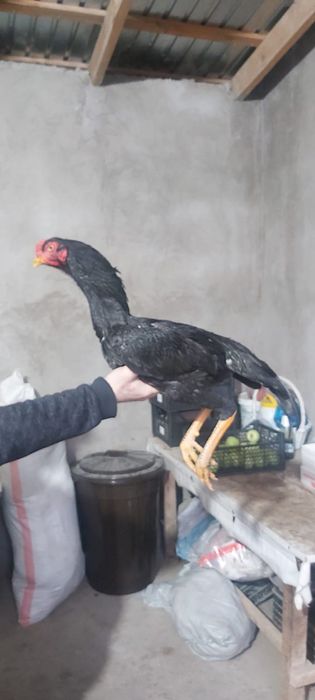 Срочно продаётся Япон-Шамо петух