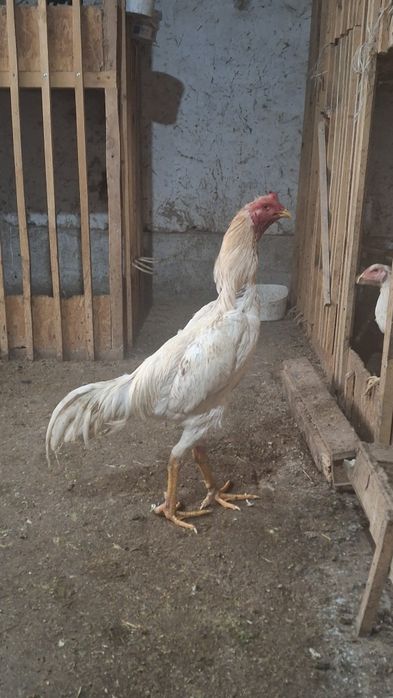 Шоже сатам срочно