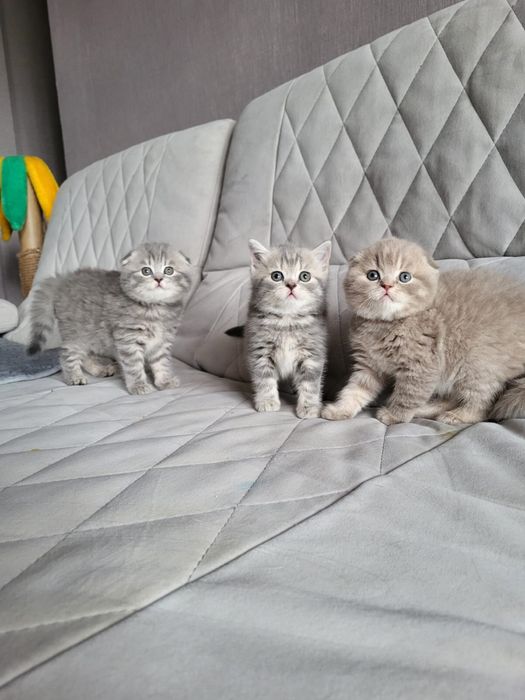 Скоттиш фолдики