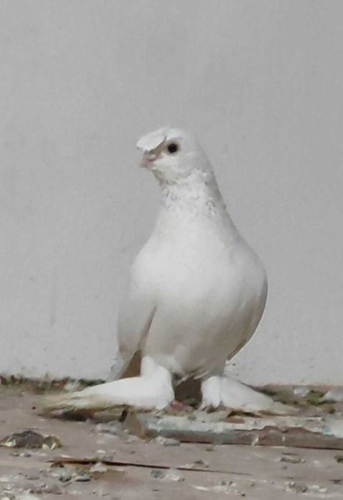 Голуби белые бойные