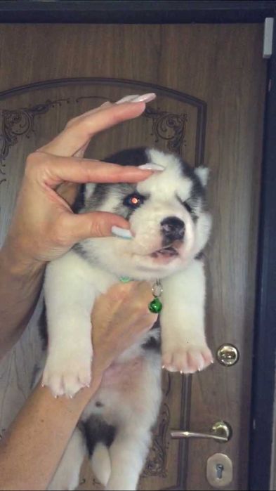 Мальчик хаски голубоглазый