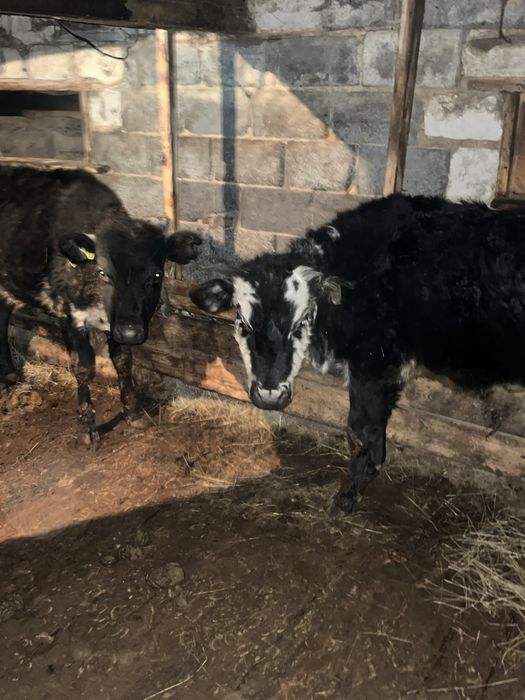 Бұзаулар сатылады