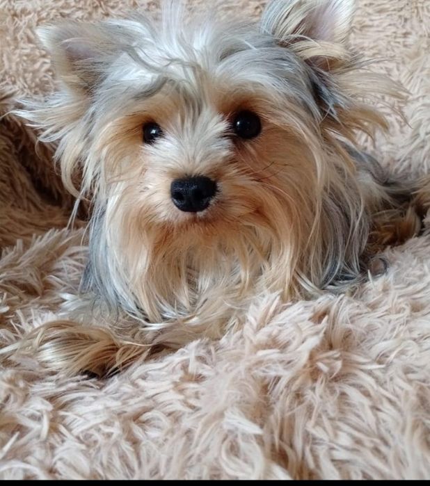 Девочка йоркширского терьера