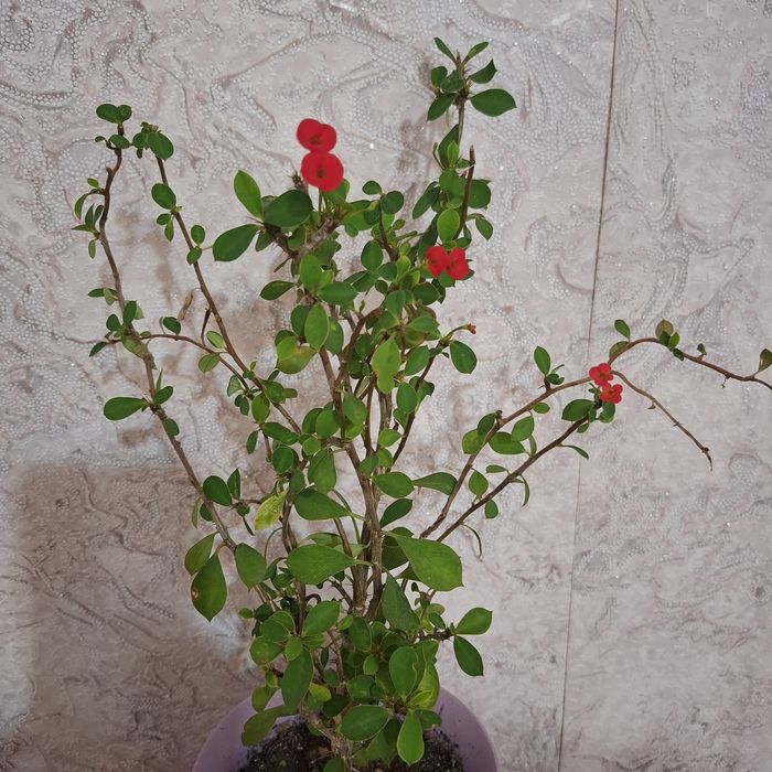 Растение Исусов Венец