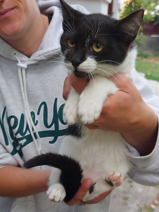 Pisici pentru adoptie