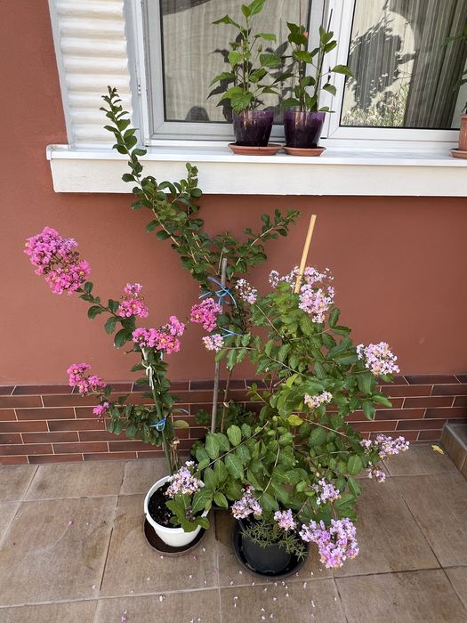 Liliac Indian Fucsia și Mov1,5 m