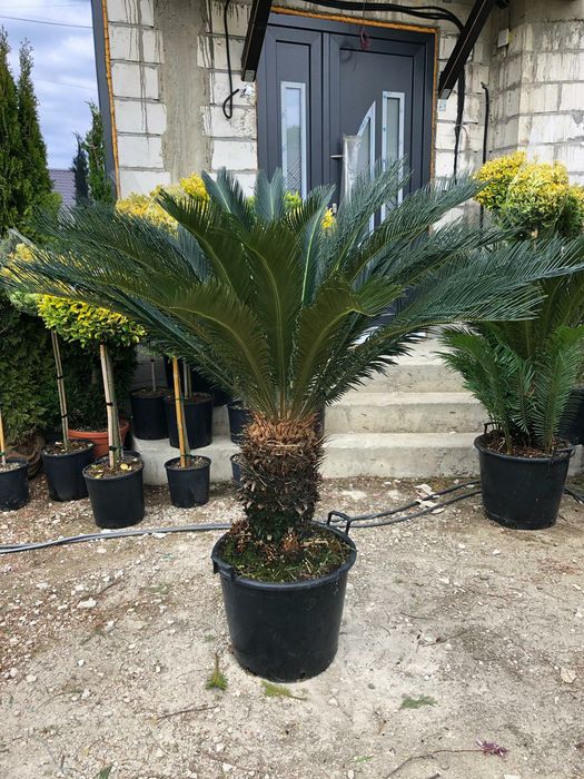 Palmieri de orice specie, cycas, trachycarpus fortunei, phoenix etc