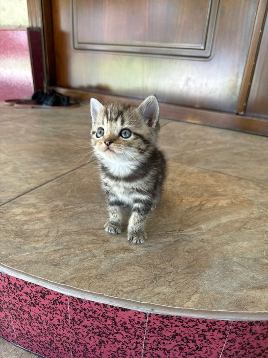 Mushuk sotiladi srochna annig omoxchi bosela tel qilila .