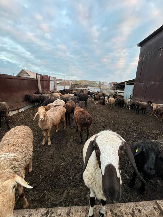 Продам бараны койлар