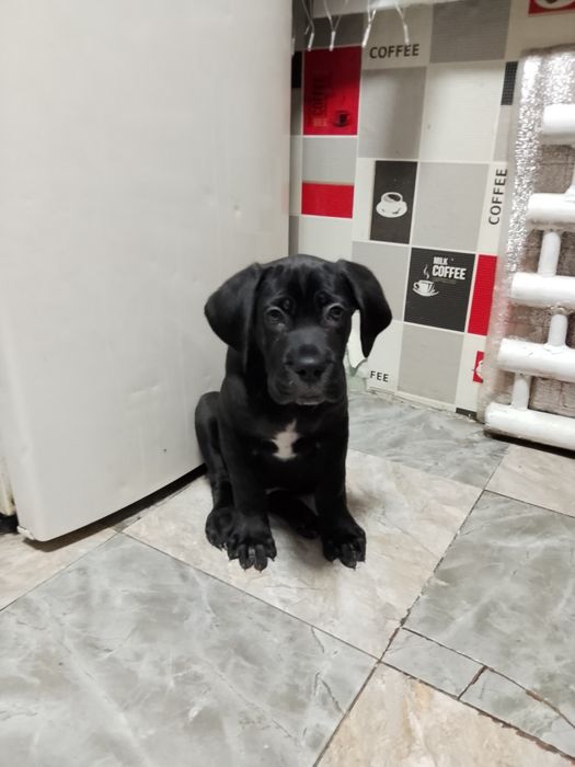 Продам, щенка кане-корсо