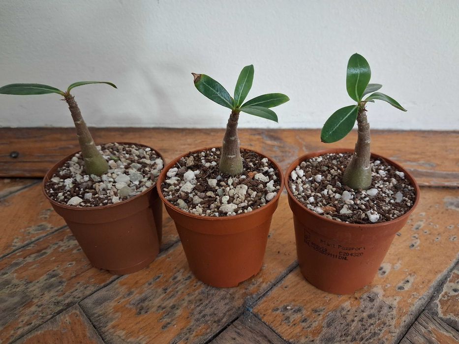 Екзотика за дома - семена и растения