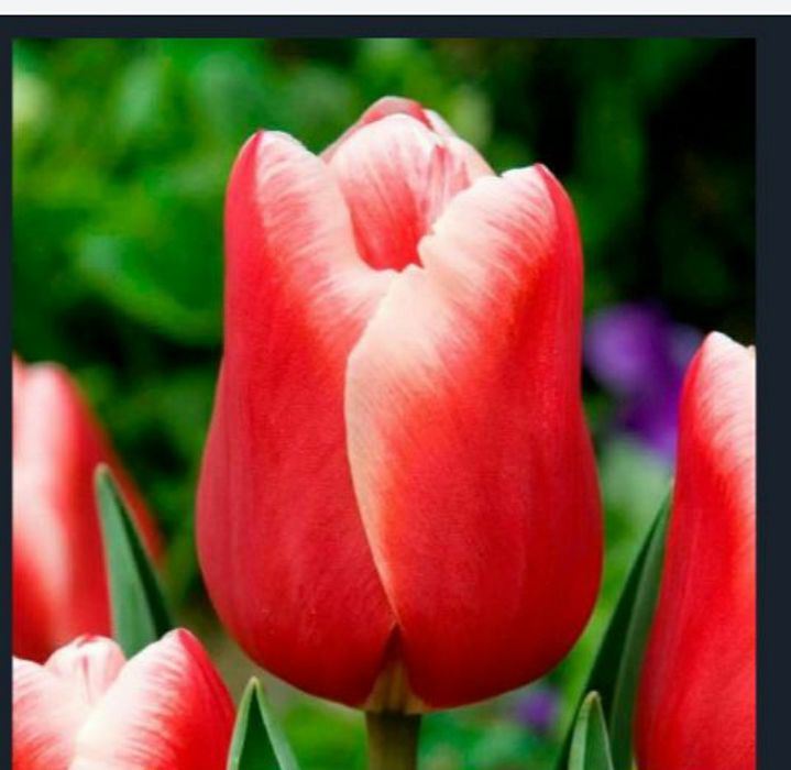 Предзаказ на 8 марта ТЮЛЬПАНЫ
