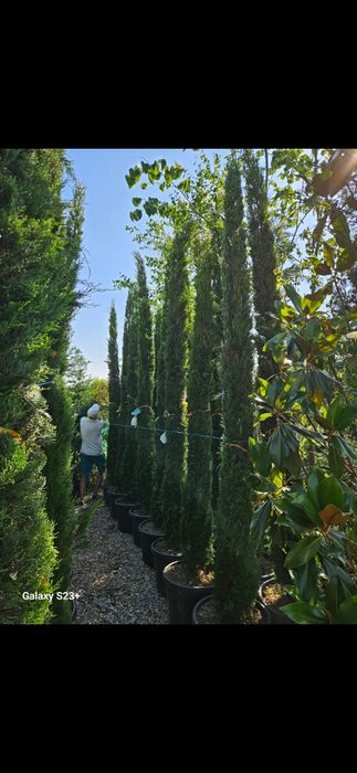 Vindem cupressus sempervirens de calitate superioara