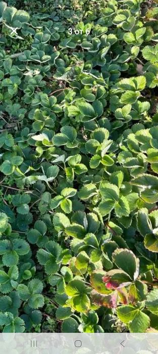 Продавам расад ягоди и малини